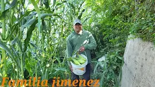 El t&iacute;o freddy piscando los deliciosos elotes 