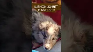 Нужна ли собаке клетка или вольер?