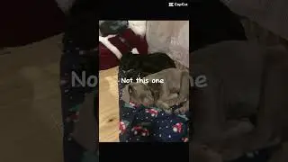 Not this one #cool #petlovers #animals #puppy #petlover #cute #lovablepets #petloverscommunity