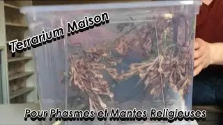 Tuto - Terrarium Maison pour insectes (Phasmes et Mantes)