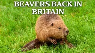 Scotland&rsquo;s Rarest Sight: The Return of the Eurasian Beaver