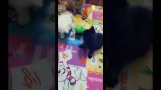 Bunny, Cherry,Sweety, Kitty 🥰😍💞💖🤗😘❤️😾