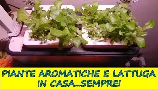 Clizia Smart Garden! Prime piantine di: lattuga, rucola, basilico e prezzemolo in soli 15 GIORNI!