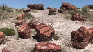 Tour Of The Petrified Forest and Meteor Crater, Arizona - Route 66