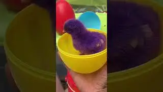 #ColorfulChicken, #FunnyChicken, #CatchingAChicken, #ChickenHunt, #shortvideo  #rainbowchickens