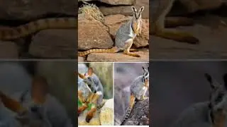 Yellow footed rock wallaby: The cliff climbing kangaroo #natureisamazing