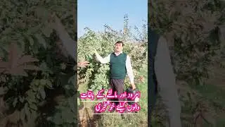 تمام باغات والوں کے لیے خوشخبری کُوڑا اور سڑن  خاتمی پھل کا سائز بڑھائیں!حل دینو + اوسِلے  🍎🌿
