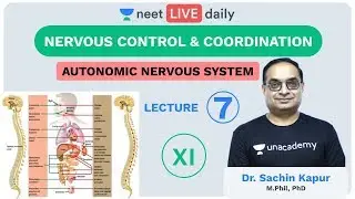 Neural Control & Coordination - Lecture 7 | ANS | Unacademy NEET| LIVE DAILY | Biology | Sachin Sir