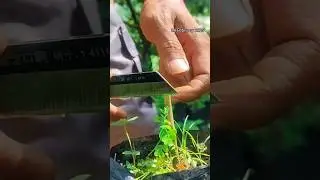 Citrus Grafting Secrets: When to Get the Best Results