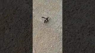 Four toothed mason wasp dragging away some type of larva