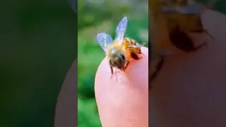 Ouchh got a bee sting #beesting #bees #honeybee #youtubeshorts #shorts #shortvideo #reels #reel