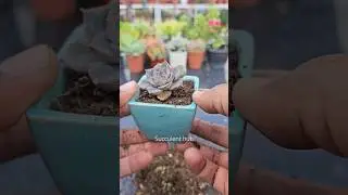 Succulent  caring tips (Echeveria Costa) ✨️💚  #succulentcare #plants #succulent #succulents