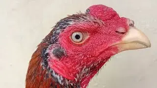 Peternak ayam fama