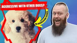 How To Train Aggressive POODLE
