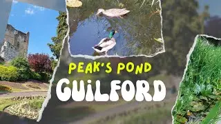 Ducks Mating At Peak's Pond, GUILDFORD CASTLE, Surrey, ENGLAND 🇬🇧| UK TRAVEL VLOG #travelchannel