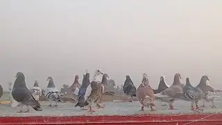 Kabootar Bazi ka Shooq اج گولو کبوتر بازی لڑائی کا شوق ایک شکار کیا بچ گئی ہے کی 🕊️🕊️🕊️🕊️