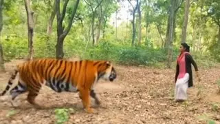 Tiger Attack On Village Girl in the forest l tiger Attack man in forest yay🌳Bnga🙏tiger attack🐅🐾🌳,e.😍
