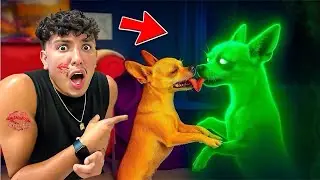У моей собаки появился воображаемый друг!! 😱😭