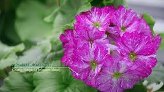Primula Touch Me Open Dagen 2018 NL