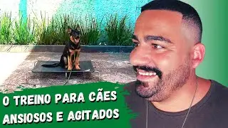 Filhote de pastor alemão treinando CONTROLE DE IMPULSO. O treino para CÃES ANSIOSOS E AGITADOS.