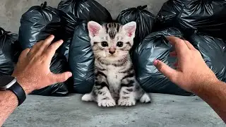 ENCONTREI UM GATINHO ABANDONADO NO MEIO DO LIXO!