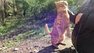 Orange cat was very happy to see us