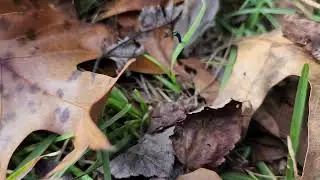 Random Video of an Ant