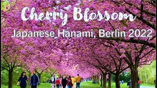 Cherry Blossom Berlin | Japanese Hanami Festival | TV-Asahi