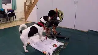 Christmas fun with Rebel, Rio, Bailey, George and Alice