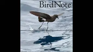 Storm-Petrels: Myth and Reality