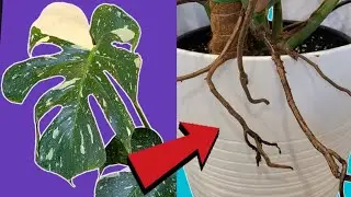 Лучшие лайфхаки для создания воздушных корней монстеры
