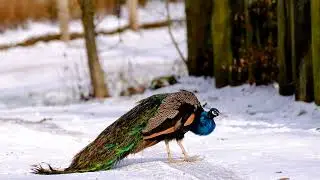Peacock Video | Stock Video Footage | Download Free Footage | No Copyright