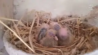 CATCH UP AROUND THE BIRDS