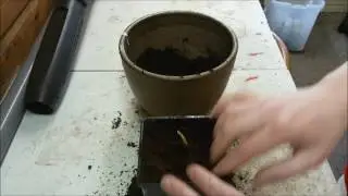 Potting Up A Palm Seedling - Jubaea Chilensis
