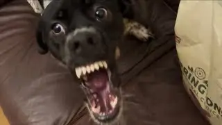 fixing Behaviour issues on dogs #dogtraining #doglover #behaviorism #youtube