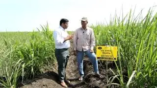 Advanced Bio-Agro Tech Limited (ABTL) Crop Sciences - Sugarcane (ऊस) Yield Enhancement @ Georich