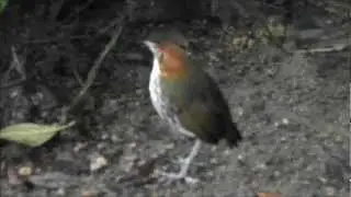 Chestnut-crowned Antpitta - Grallaria ruficapilla at Rio Blanco Reserve - Colombia