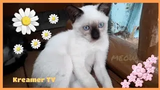 Play with Kreamer ☺