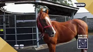 THE LOST SOCK: Recuperation from gelding operation before winter All-Weather campaign