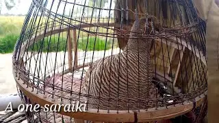 jungle francolin call speak other same birds for hunting