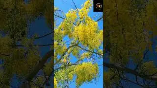 Kanikonna  #shortsfeed #shorts #shots #cassiafistula #konna #flower #ytshort #viral #trending