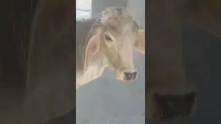 tharparkar cow #music #remix #dj #keşfet #techno #animals #beats #musiccat #tharparkarcow