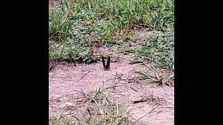 Pipevine Swallowtail