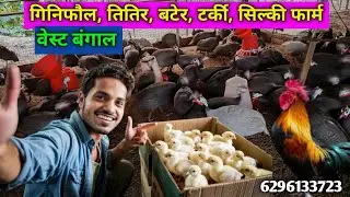 गिनिफौल, तितीर , बटेर, टर्की, सिल्की फार्म||ginifaul tarki Bater silki kadhaknat farming in Bihar 