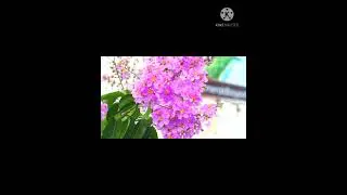 #shorts Resed&aacute; ou (lagerstroemia indica)