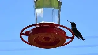 Hummingbird hijinks!