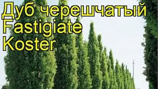 Дуб черешчатый Фестигиата Костер. Краткий обзор, описание quercus robur Fastigiate Koster