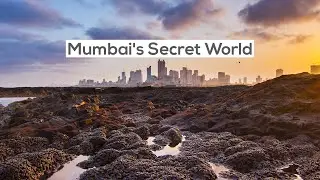 Mumbai&rsquo;s Wild Shores: A Secret World: Tide Pools of Mumbai | Urban Wildlife | @RoundglassSustain