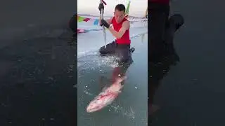 Fish rescue from ice #fishrescue #sabiqayiashmin #goneviral #viral