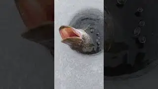 G&auml;dda! #viral #fishing #youtube #fiske #2024 #youtubeshorts #mete #icefishing #pike
